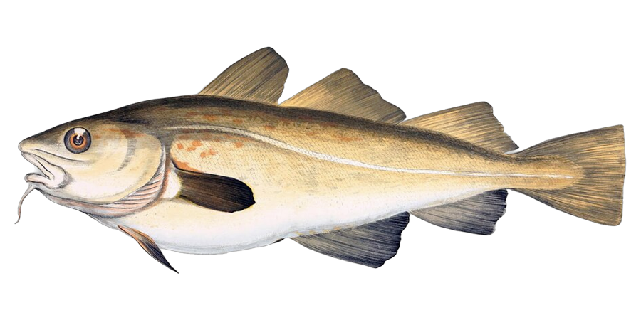 Atlantic cod, side view illustration, head facing left