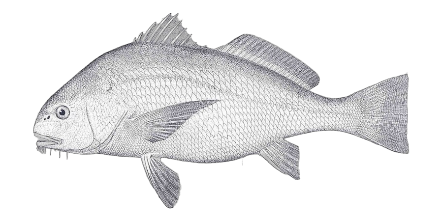 Black drum, side view illustration, head facing left
