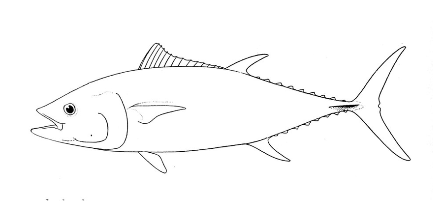 Bluefin tuna (federal HMS), side view illustration, head facing left