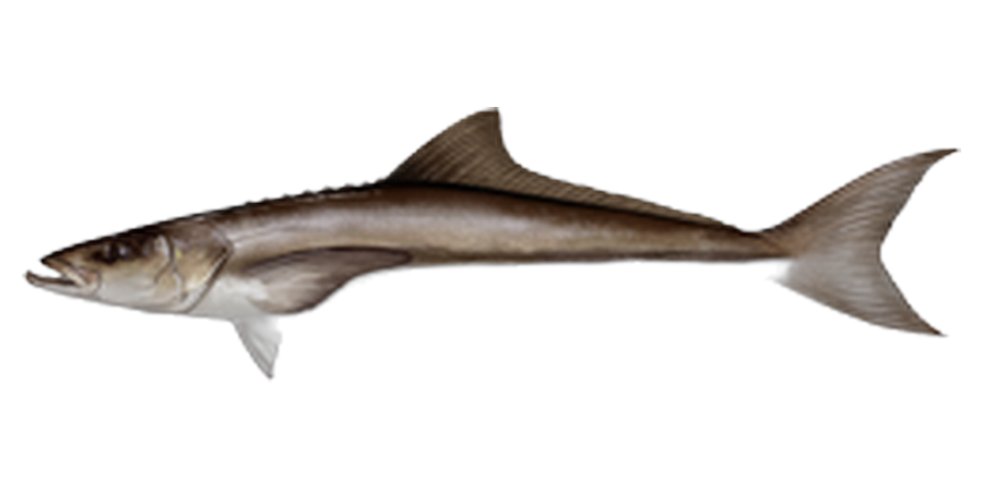 Cobia, side view illustration, head facing left