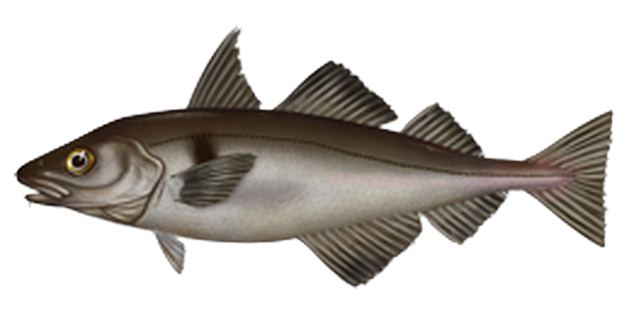 Haddock, side view illustration, head facing left