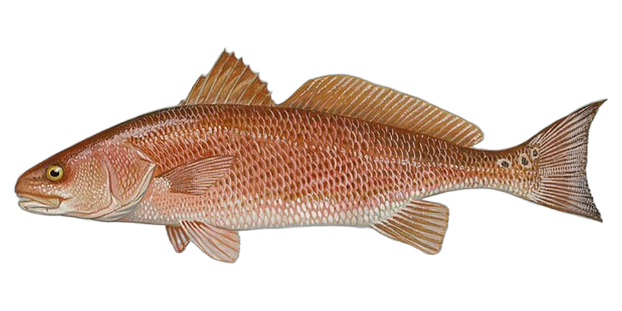 Red drum, side view illustration, head facing left