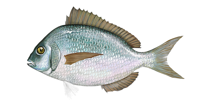 Scup (porgy), side view illustration, head facing left