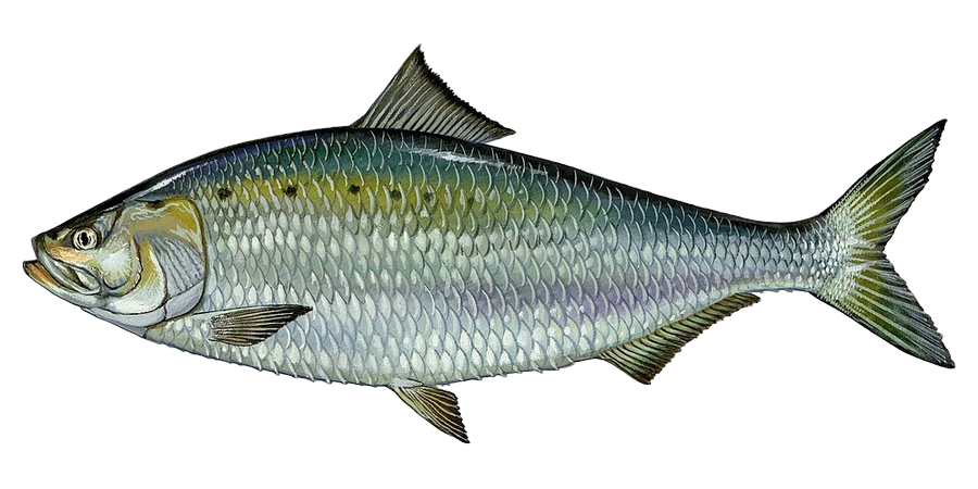 Shad, side view illustration, head facing left
