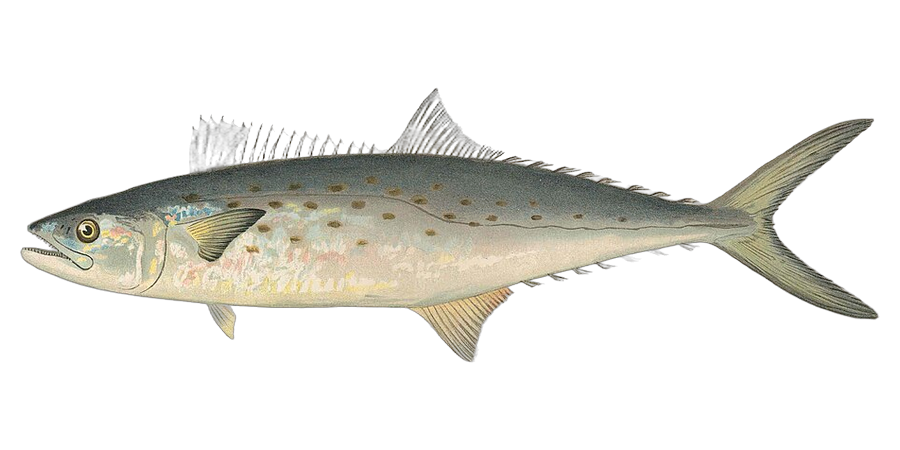 Spanish mackerel, side view illustration, head facing left