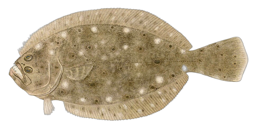 Summer flounder (fluke), side view illustration, head facing left