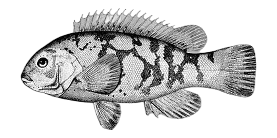 Tautog (blackfish), side view illustration, head facing left