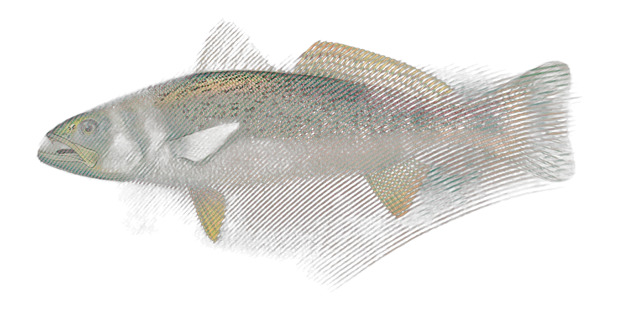 Weakfish, side view illustration, head facing left