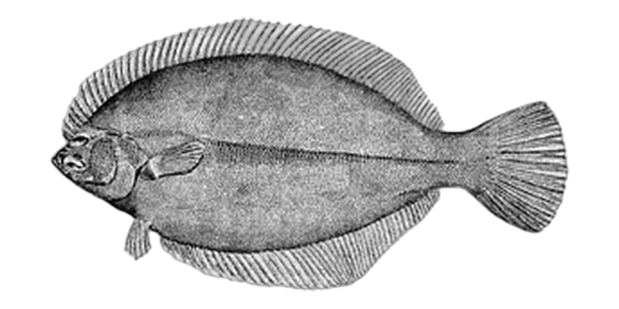 Winter flounder, side view illustration, head facing left